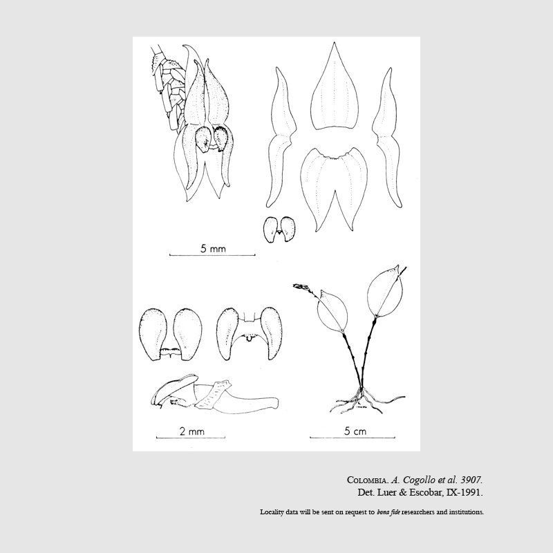 Lepanthes petalolenta